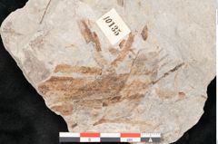 Foto (Detailansicht) von Fagus ulmifolia Ettingshausen (NHMW-GEO-2024-0188-10135)